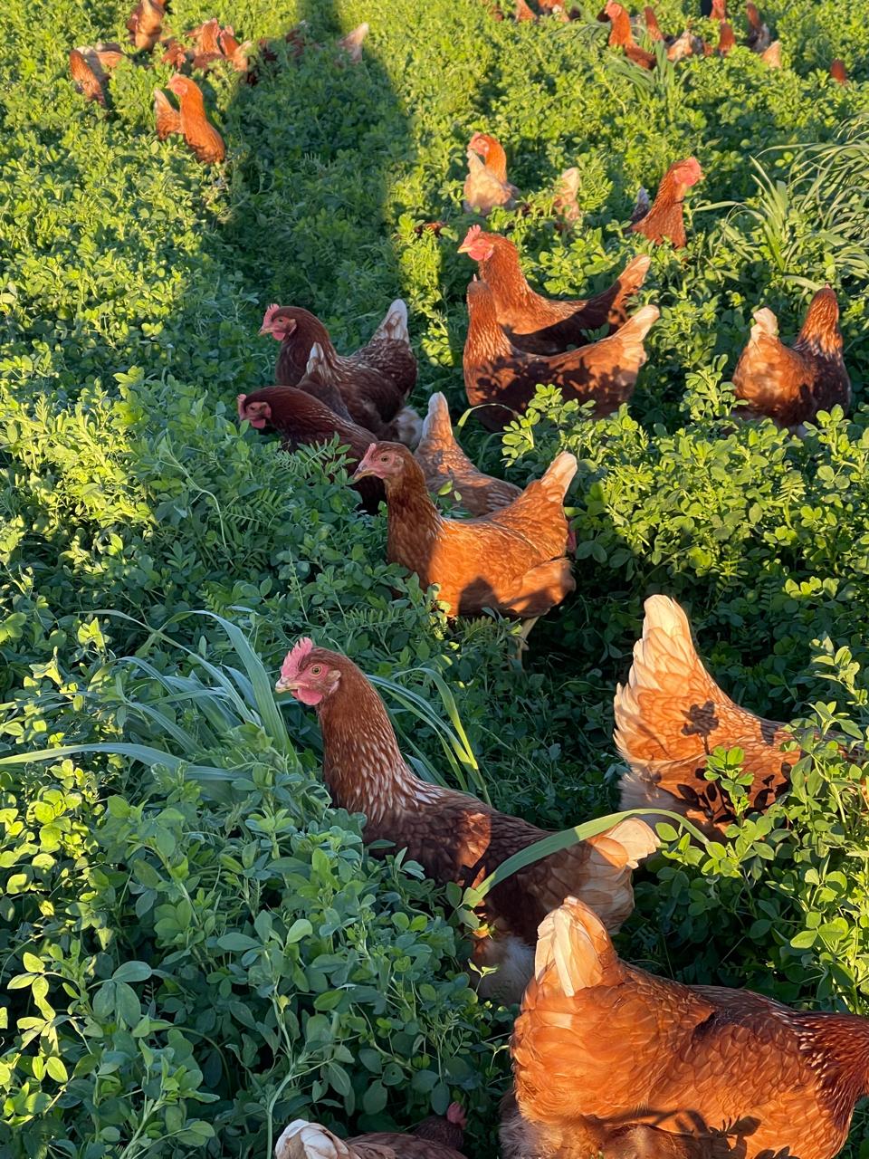 Huevos de Campo Maple