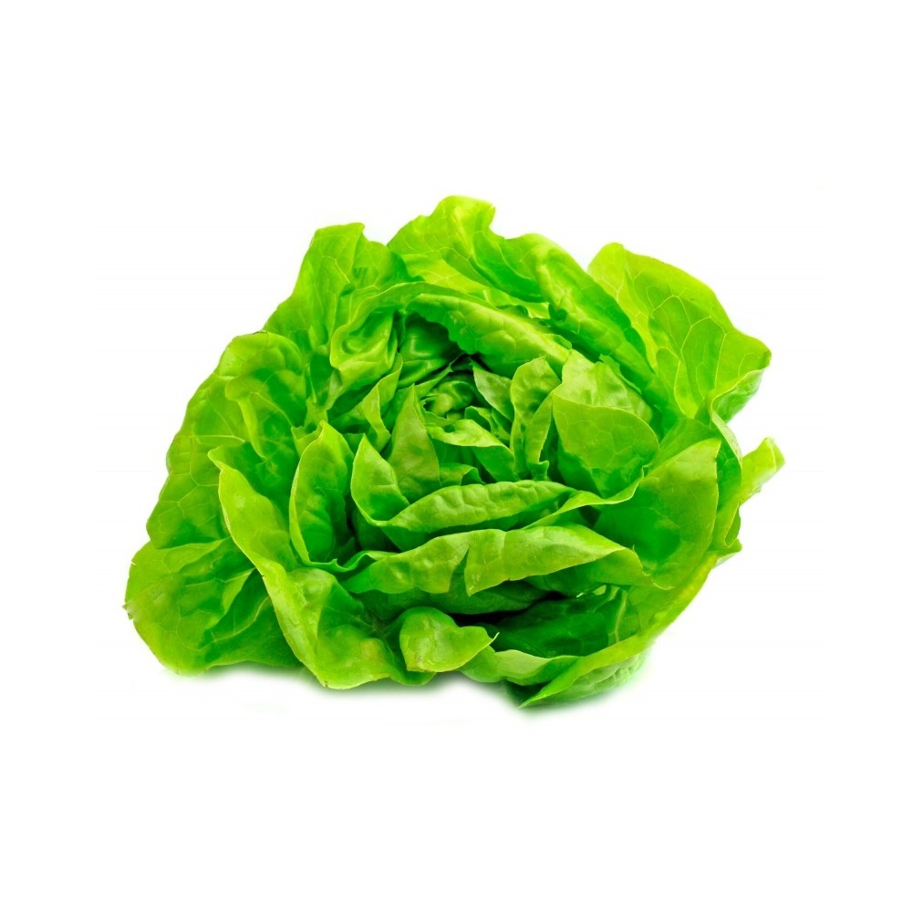 Lechuga MANTECOSA agroecologica