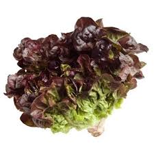 Lechuga MORADA agroecologica