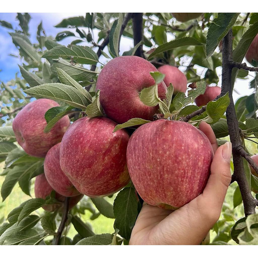 PROMO 2k Manzana Red Delicius Agroecologica